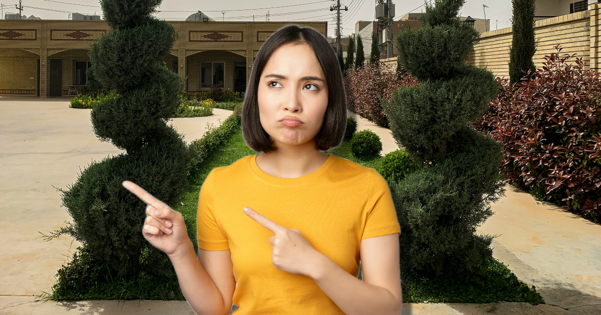 'Everyone tells me I messed up': Homeowner plants 56 cypress trees around their property, friends and family call the move a 'mistake'