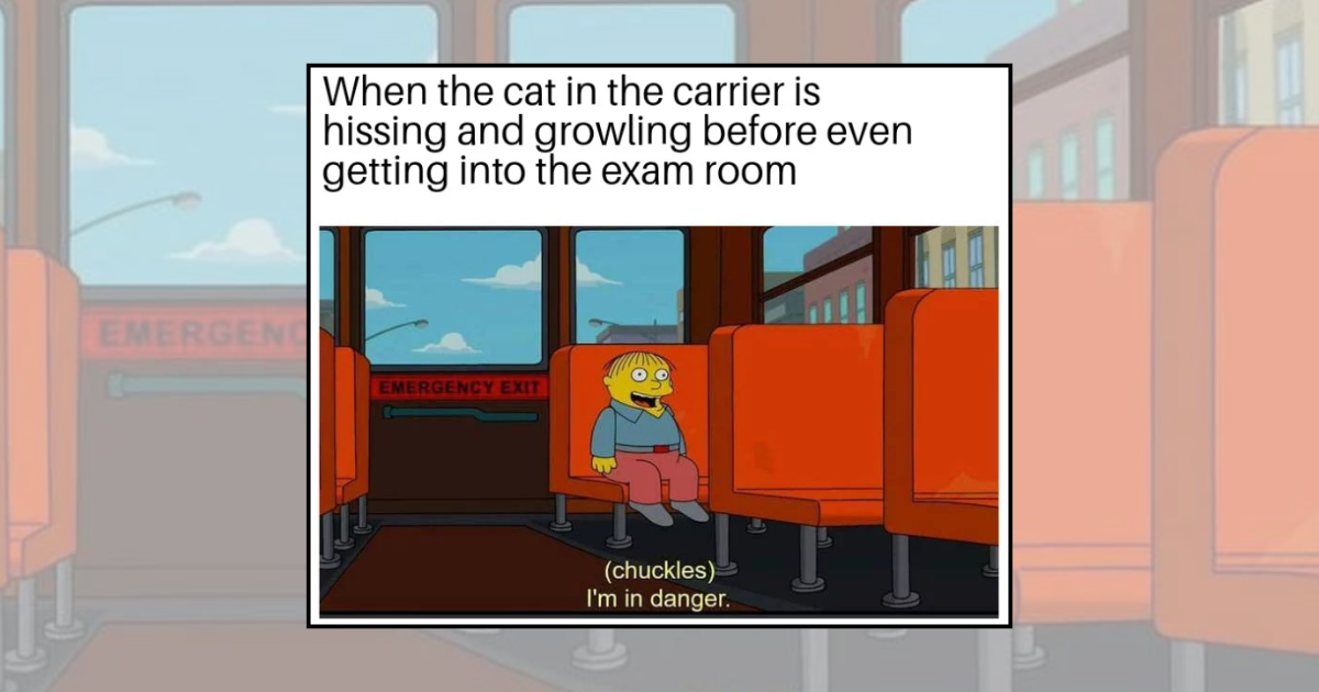 21 Pet Memes Turning Vet Visits Into a Drama Show