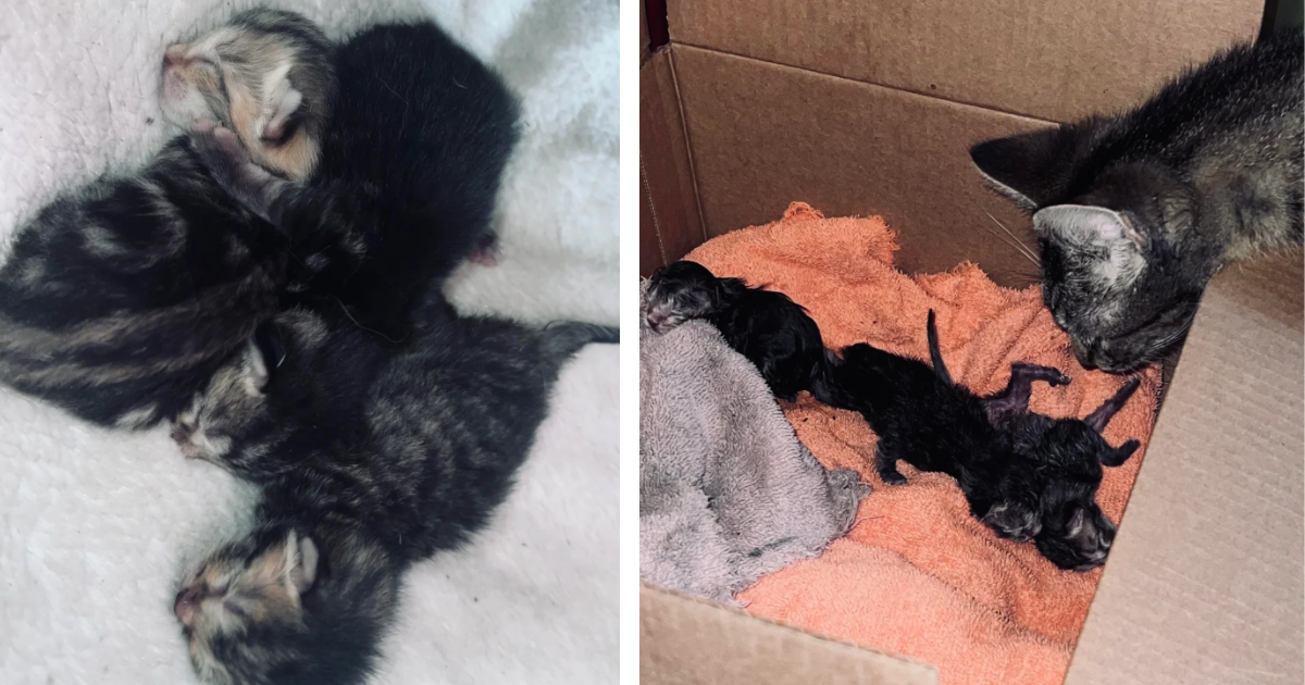 Moments before big storm, woman finds lost kitten and takes her in, kitten surprises her by giving birth under her bed, making her a grandpawrent overnight