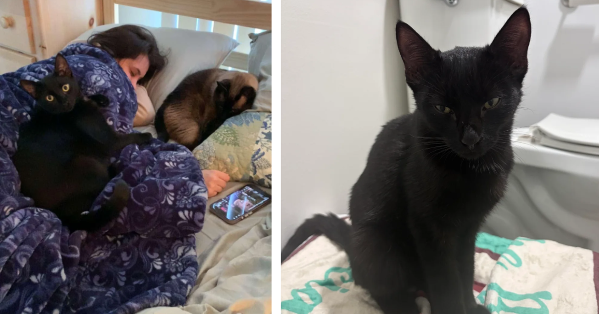 'The CDS finally chose me!': Boss goes out in pouring rain to save a black cat from the harsh weather, he gives it to his employee who promptly takes home the void