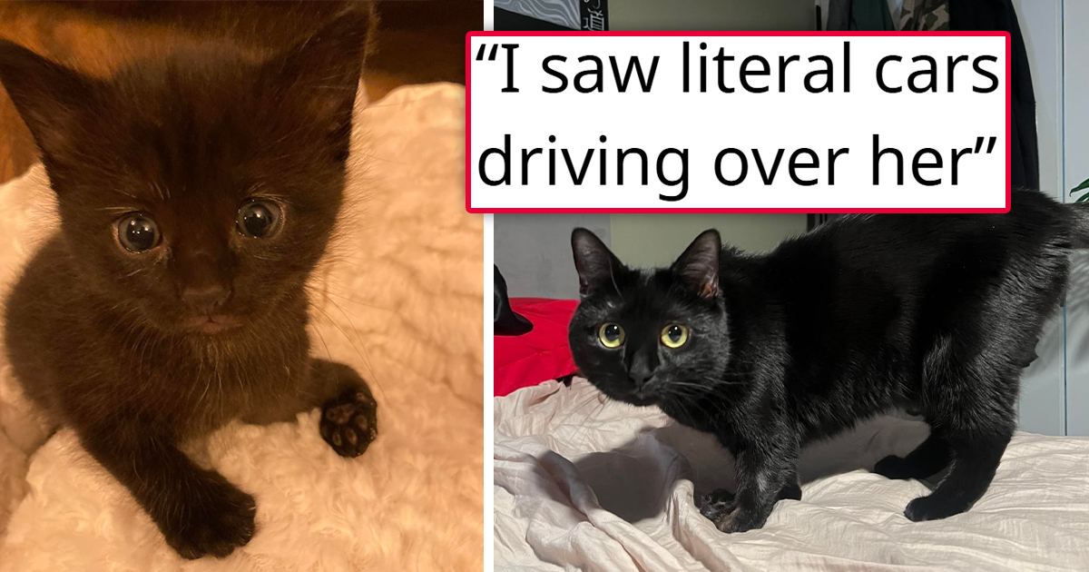 'She was not supposed to make it past a day when I found her': Tiny black kitten in the middle of the road calls out for help as cars drive over her, person finds her unmoving and terrified, and saves