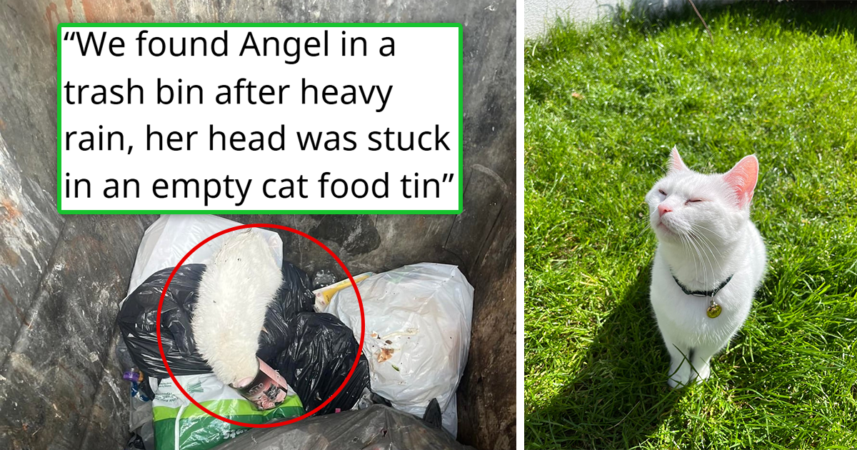 Mother and daughter find a limp white kitten in a trash can with her ...