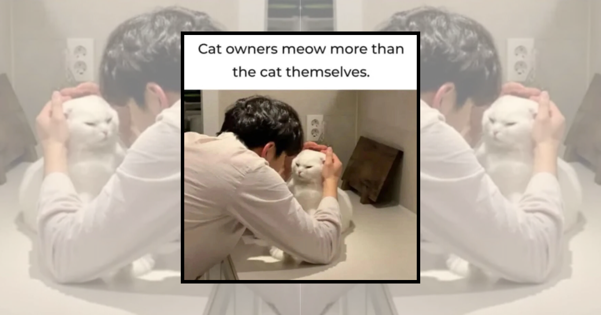 23 Fluffy Cat Memes With Ear Twitches and Dramatic Tail Swishes