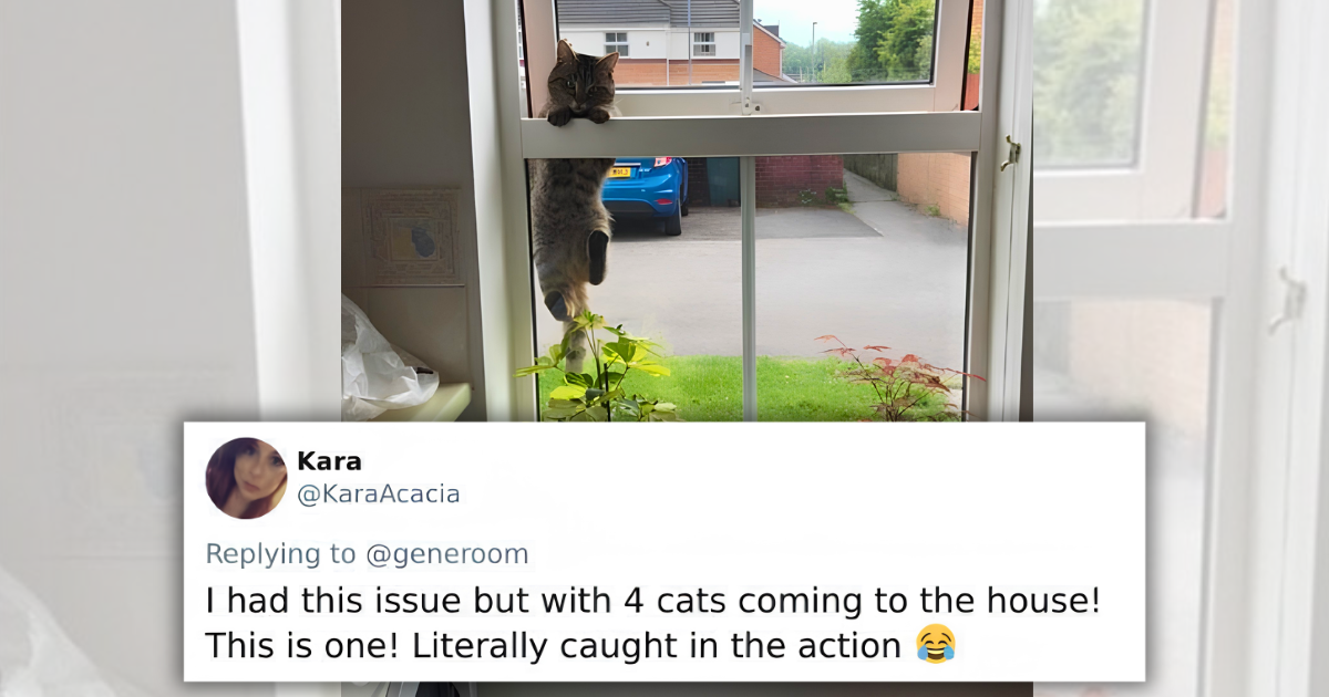 32 Wholesome "Not My Cat" Encounters When a Surprise Little Meow Found Feline Fans and Stayed Fur Good
