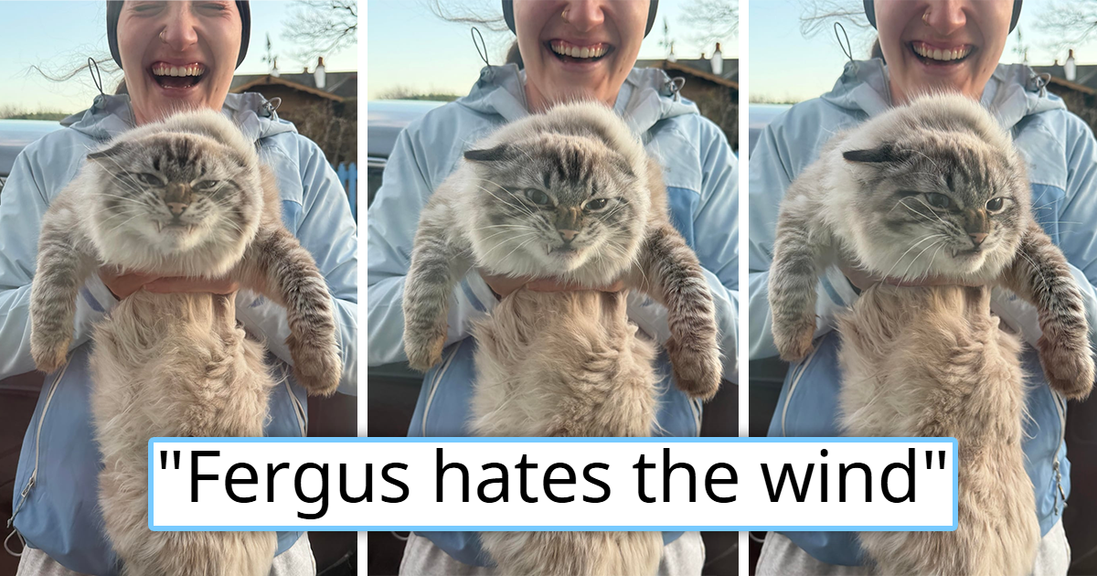 Giant Scottish cat goes viral for hating windy weather, and the internet makes him into an instant classic meme: 'He guards the coast of his homeland with bravery'
