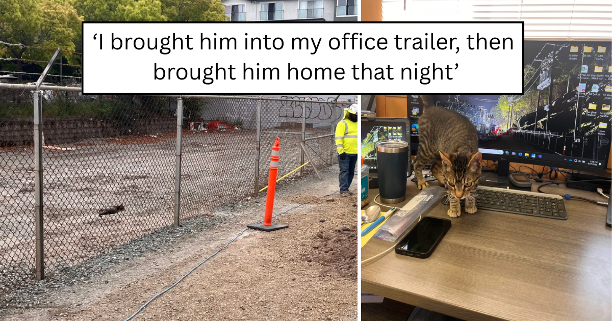 'Some things are just meant to be': A cat showed up at work, followed one person everywhere, and found his forever home by the end of the day