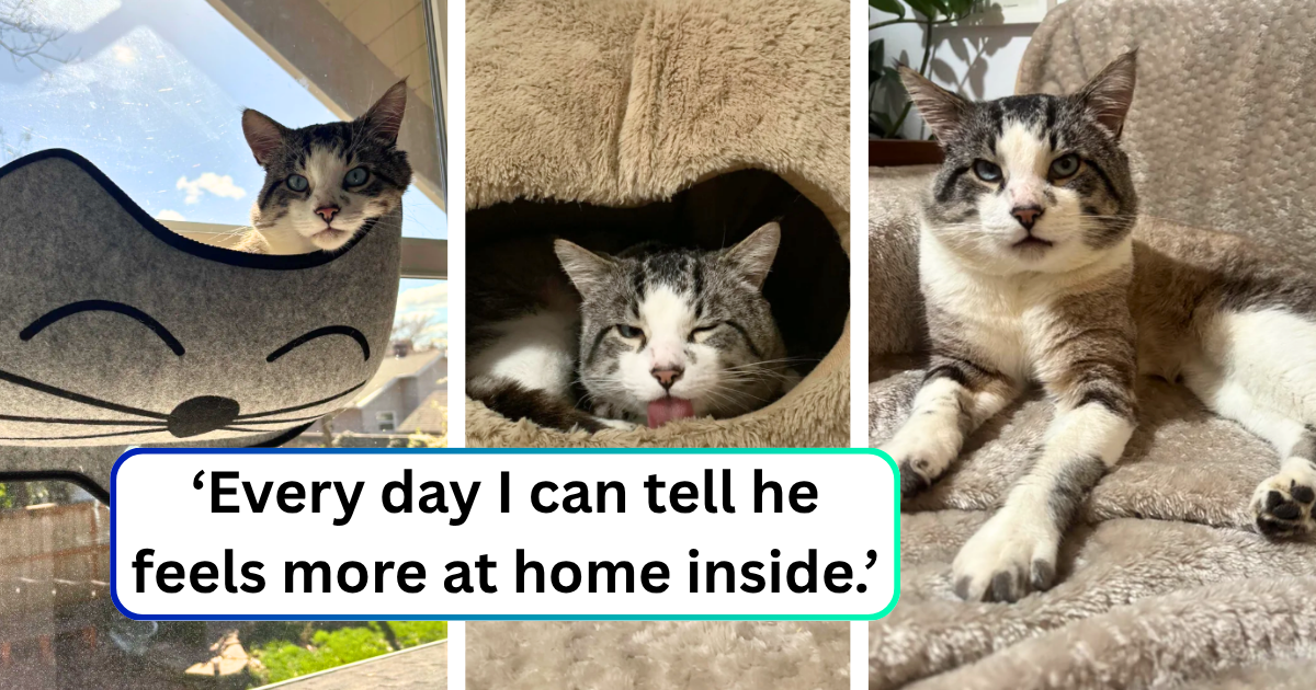 Seasoned street cat spent over 500 days deciding if the persistent people who care for him are really willing to make him their indoor king: ‘We fed [him] outdoors for a year and a half.’