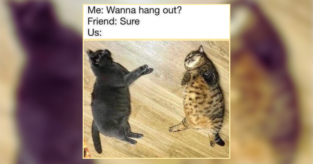 25 Precious Purring Pals for a Much-Needed Mood Boost