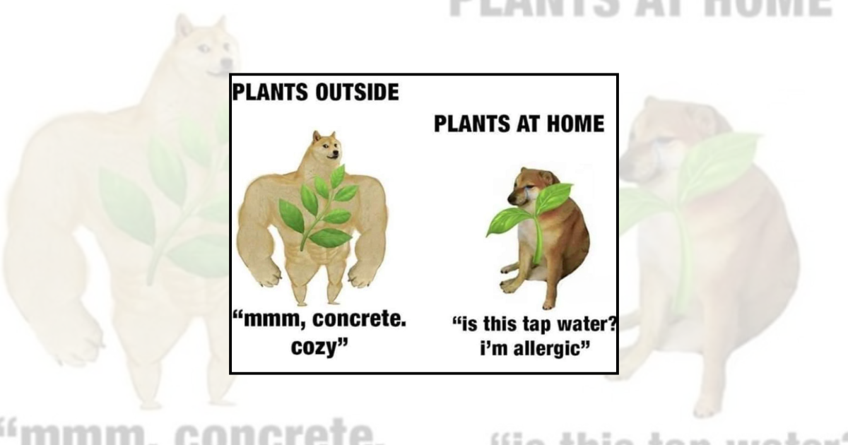 21 Plant Memes Blooming Joy and Leafing You a Big Smile