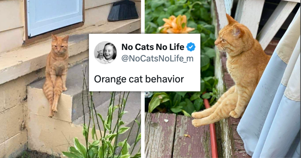 21 of the Funniest and Freshest Feline Tweets to Fill Your Week With Pawsitivity (May 11, 2026)