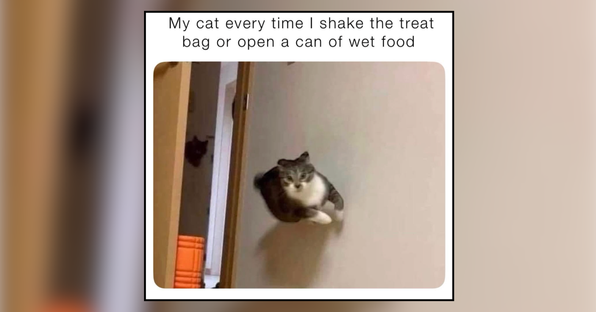 20 Morsel-Chasing Memes of Cats Materializing the Second Food Bags Crinkle