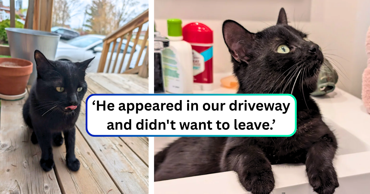 Beautiful black cat walks into a family home and decides he lives here now, promoting himself from a stray to a full feline family meowmber: ‘We’re keeping him!’