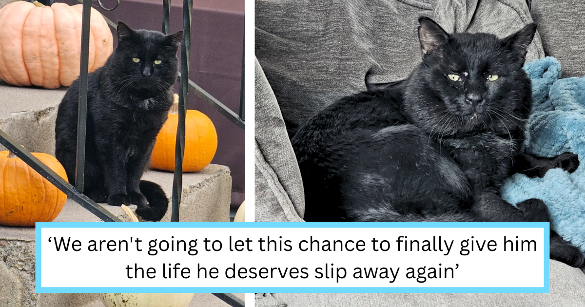 ‘The Ron Swanson of cats’: Couple devotes months gaining the trust of stray tough guy tomcat named ‘Walter’ to give him an early retirement from being the neighborhood sheriff