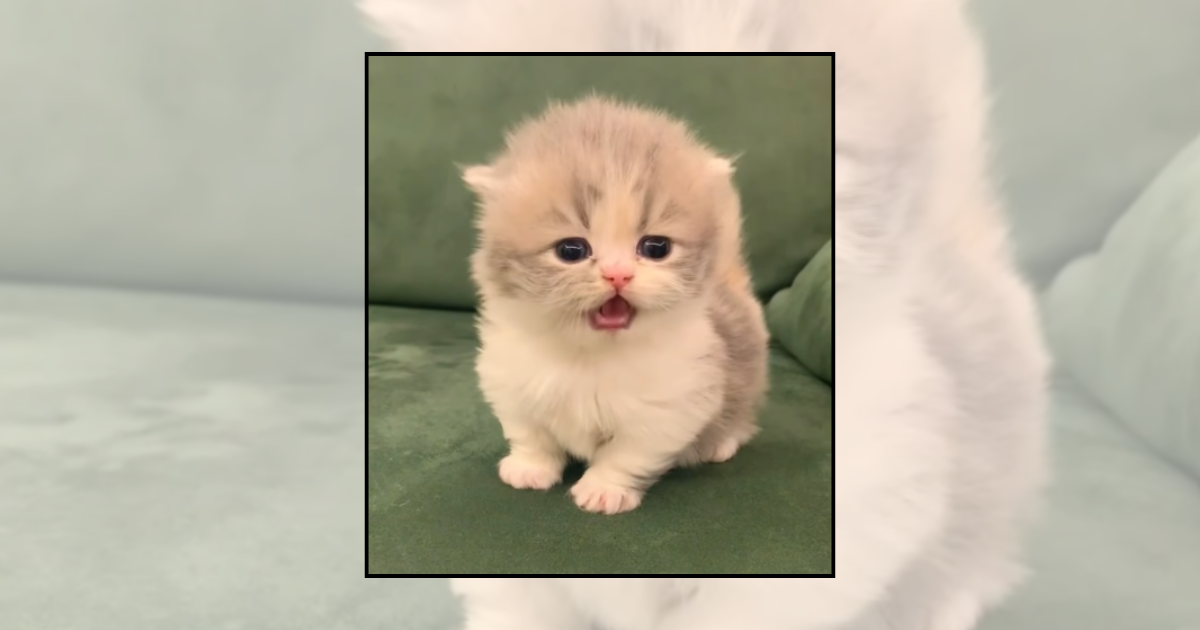 ‘Meow I have your attention, please?’: 21 Kittens meowing with urgent news