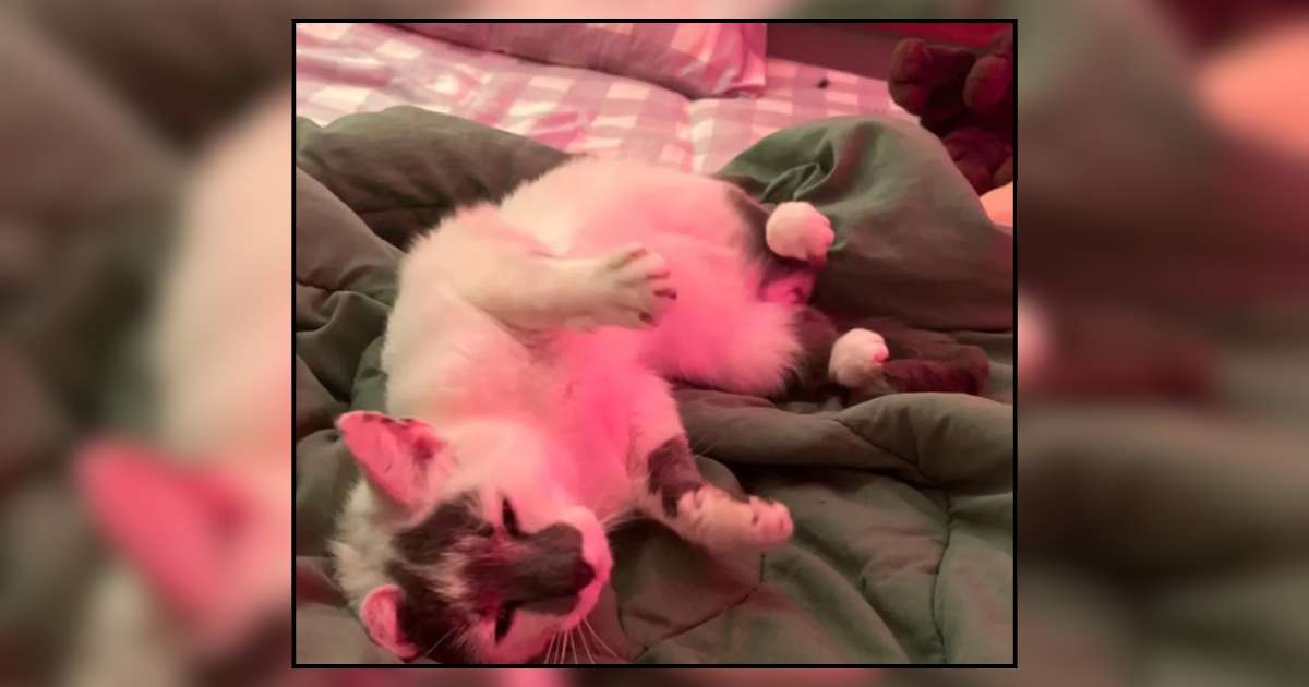 ‘He was done looking for a dog because he’d rather have her’: Little kitty found on backroad in rural area, woman’s father falls head over heels for her and they seek advice on how to keep her with their 2 cats at home