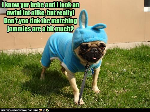 I Has A Hotdog Pajamas Funny Dog Pictures Dog Memes Puppy