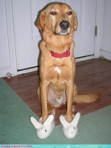 bunny slippers for dogs