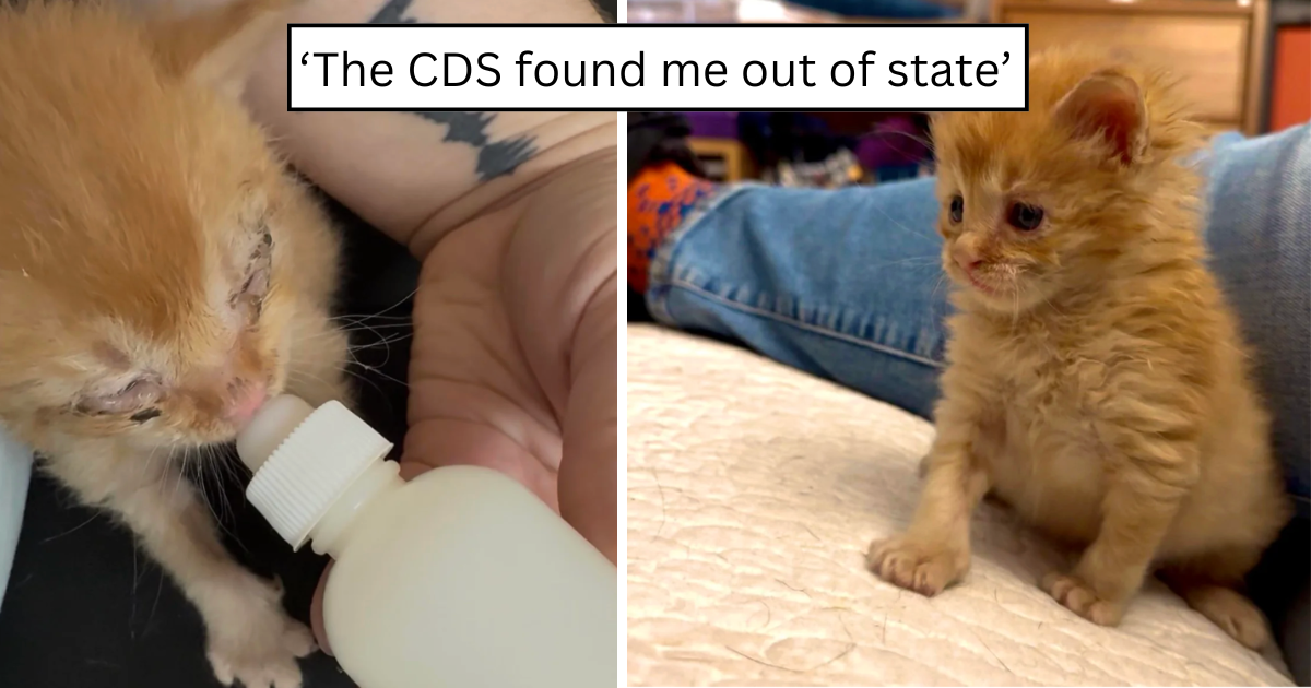 'I am utterly in love with him': Orange rescue kitten Bruiser turns a difficult beginning into a heartwarming new life full of cuddles, care, and canine siblings