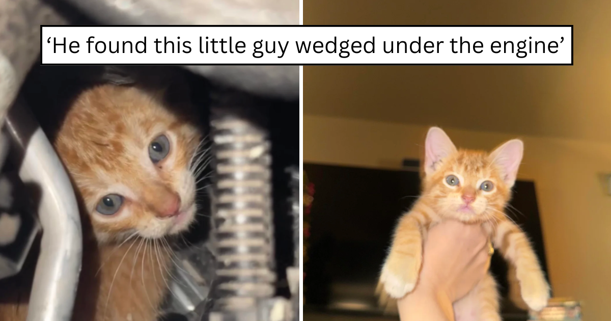 Family with dog, three cats, and 12 chickens adopts unexpected kitten delivery