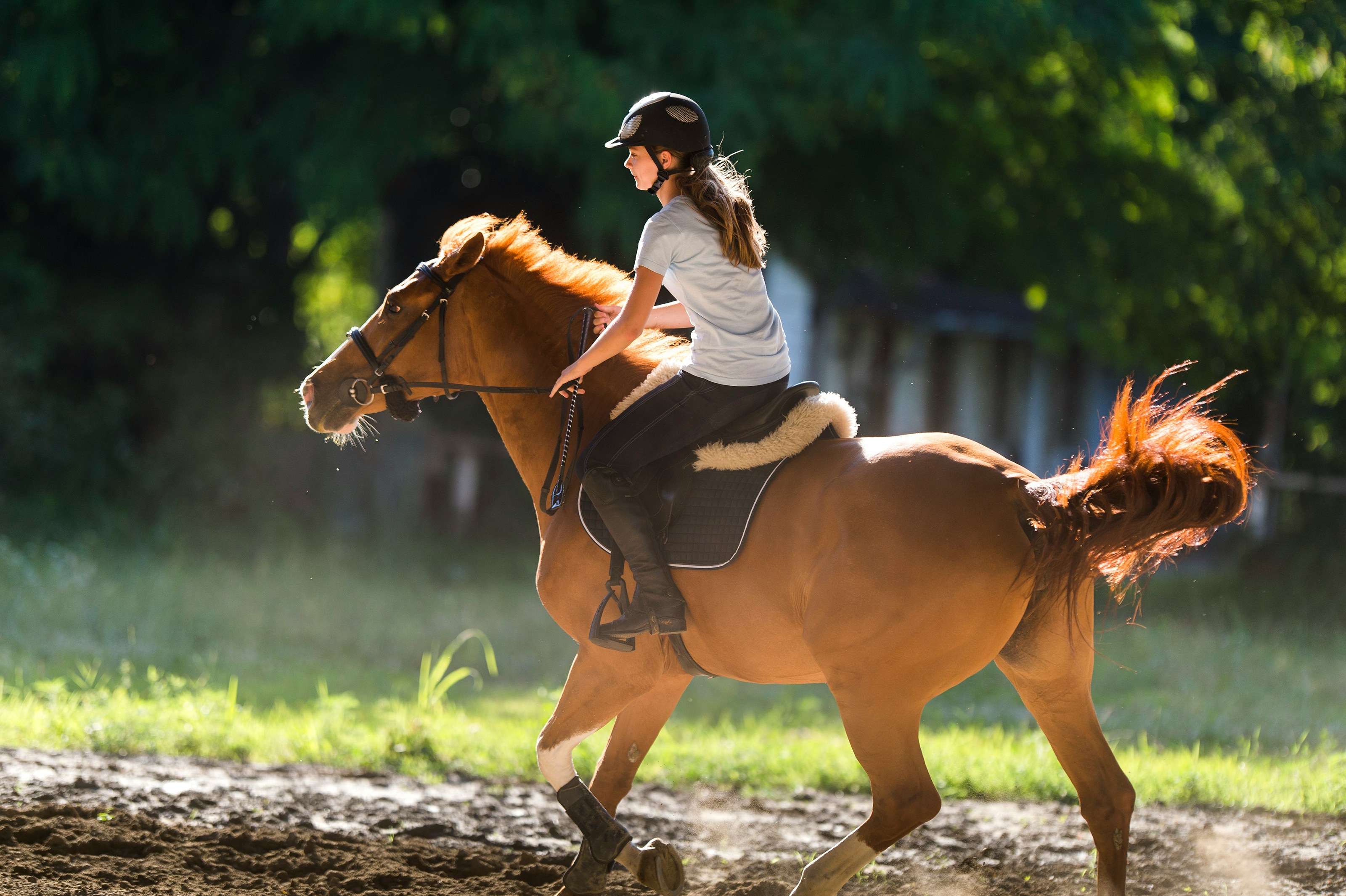 Horse Owner Begs Mom Not to Let Students Ride Her New Horse Daisy, Gets Called Entitled: ‘Hard to feel sorry for a child who was bought 2 horses’
