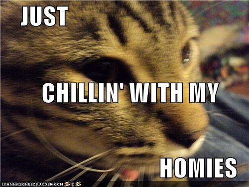 JUST CHILLIN' WITH MY HOMIES - Cheezburger - Funny Memes | Funny Pictures