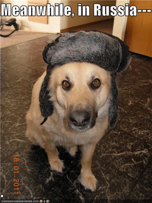 Dog with 2024 russian hat