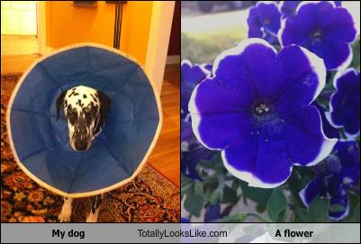 My Dog Totally Looks Like A Flower - Totally Looks Like