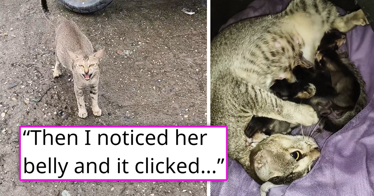 Stray cat who was fed by a kind person suddenly comes back, screaming and looking for help, he thought she was just hungry, but it turns out she was looking for a safe place to have her babies