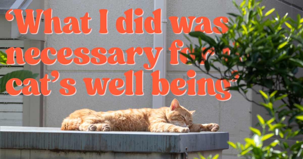“I grabbed the cat and took it to the vet”: Outdoor tomcat keeps showing up sick on a neighbor’s porch, so she steals him after owner dismisses her concerns, then wonders if she crossed a line