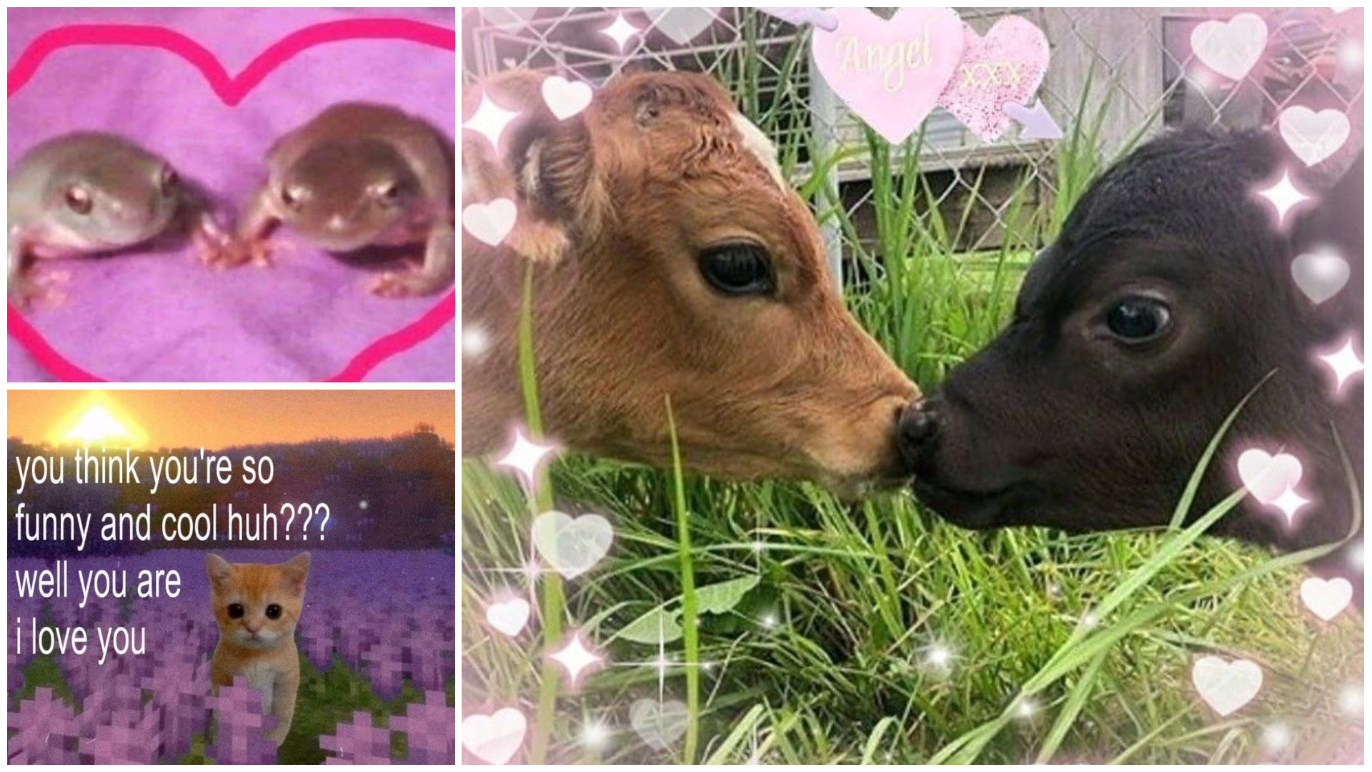 21 Animal Memes To Send To Your Partner Saying 'Us'
