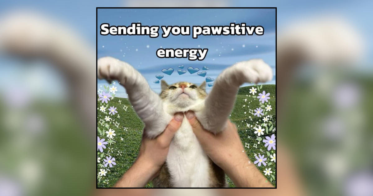 Feel Good Cat Memes for Anyone Who Could Use a Sunday Smile