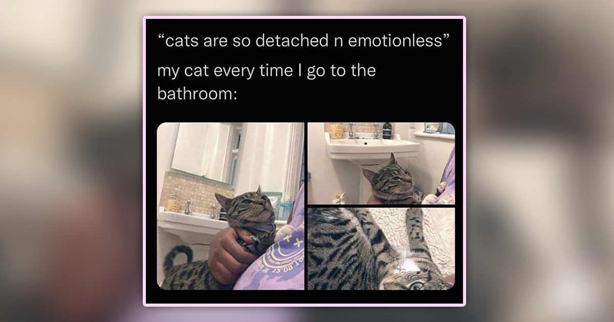 25 House Cat Memes for Meowments of Gentle Peace and Itty Bitty Crimes