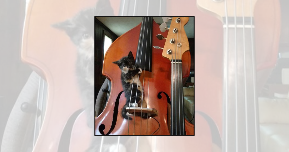 'Meowsic Lessons': 21 Musical Cats Featuring Feline Musicians Hitting Every Silly Note