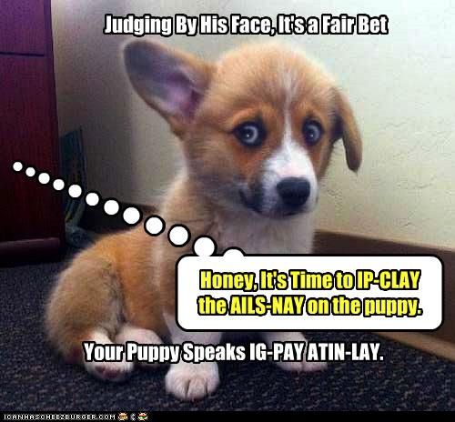 Judging By His Face - I Has A Hotdog - Dog Pictures - Funny pictures of ...