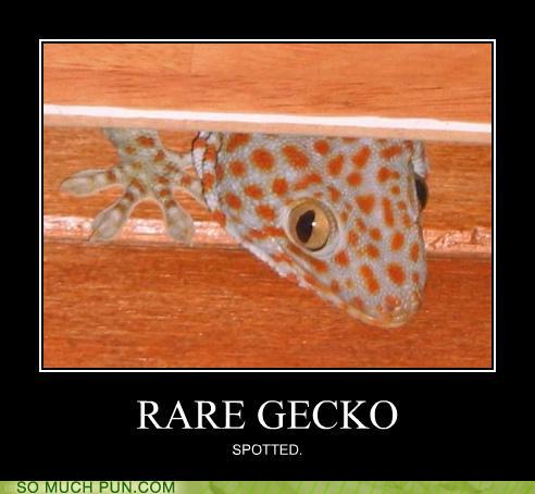 Puns - spotted - Funny Puns - Pun Pictures - Cheezburger