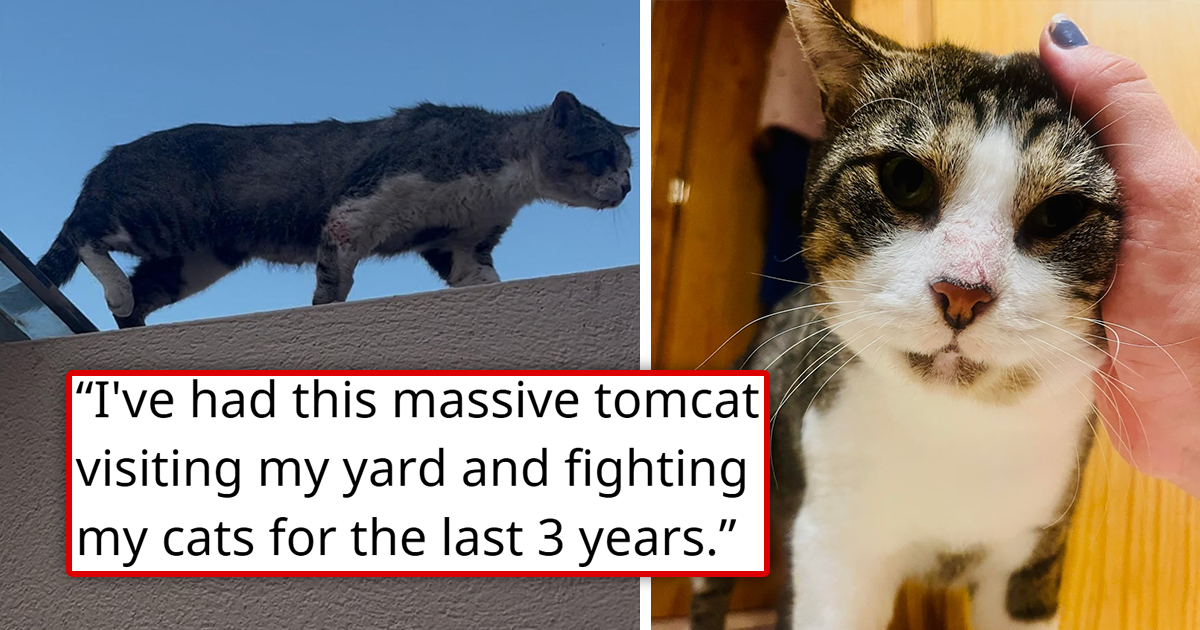 “Scary” tomcat who’s known for being combative and too smart gets rescued for a quick TNR, spends one night in the comfort of a warm home, and completely changes, wanting nothing but love and cuddles