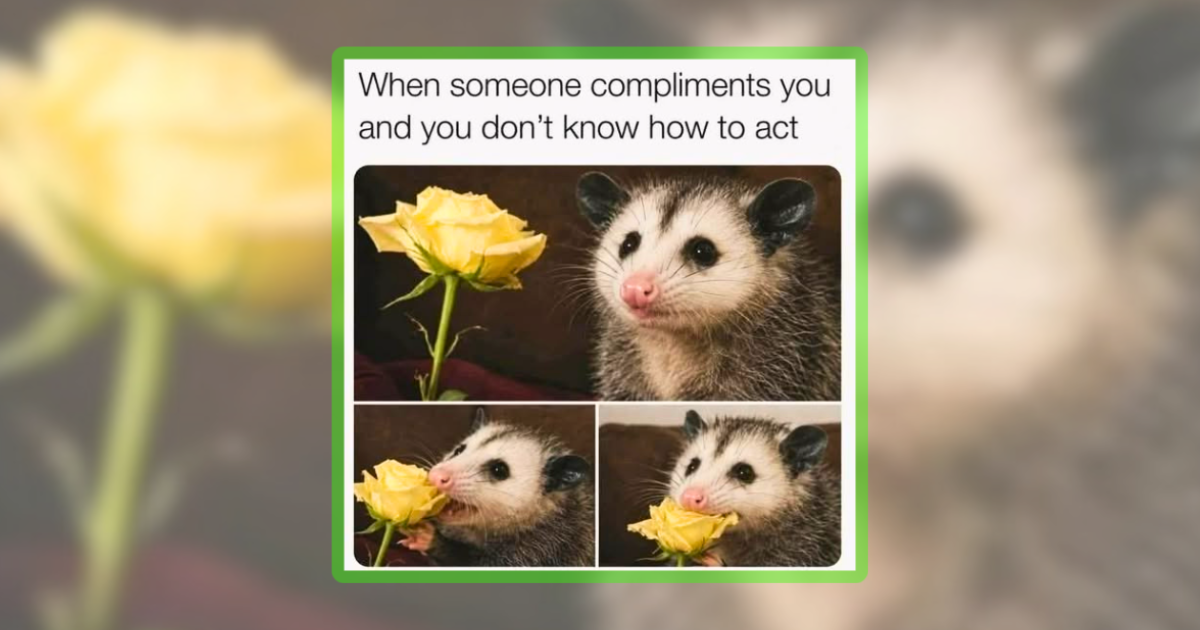 24 Wild Animal Memes For Your Feral Friday Fun - Animal Comedy - Animal