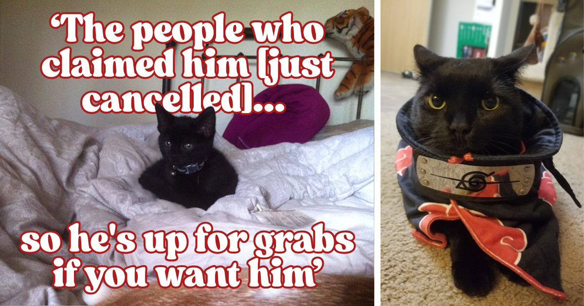 ‘We’re here to meet your new best friend’: After losing 3 cats in succession, cat dad fears he’ll never find a kitty companion again, until one black cat climbs on his shoulder and claims him for good