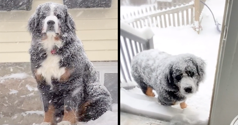 Bernese mountain dog store snow