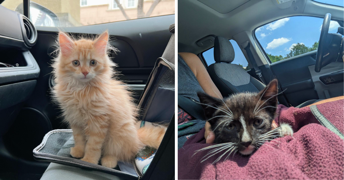 27 Passenger Princess Cats Ready to Drive Your Stress Away — Cheezburger.com