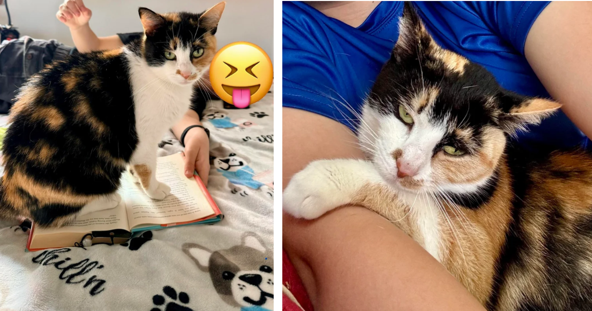 ‘She trusted no one’: Nameless cat goes from owner to owner without the love and care she needs, until a teenage girl adopts her right before she is sent to a shelter, giving her the life she always deserved