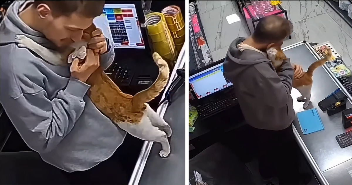 After this shop owner feeds a stray cat once, the cat comes back every single day to hug him, showing him gratitude in the cutest way: ‘I open my arms, and he comes over to hug my neck’