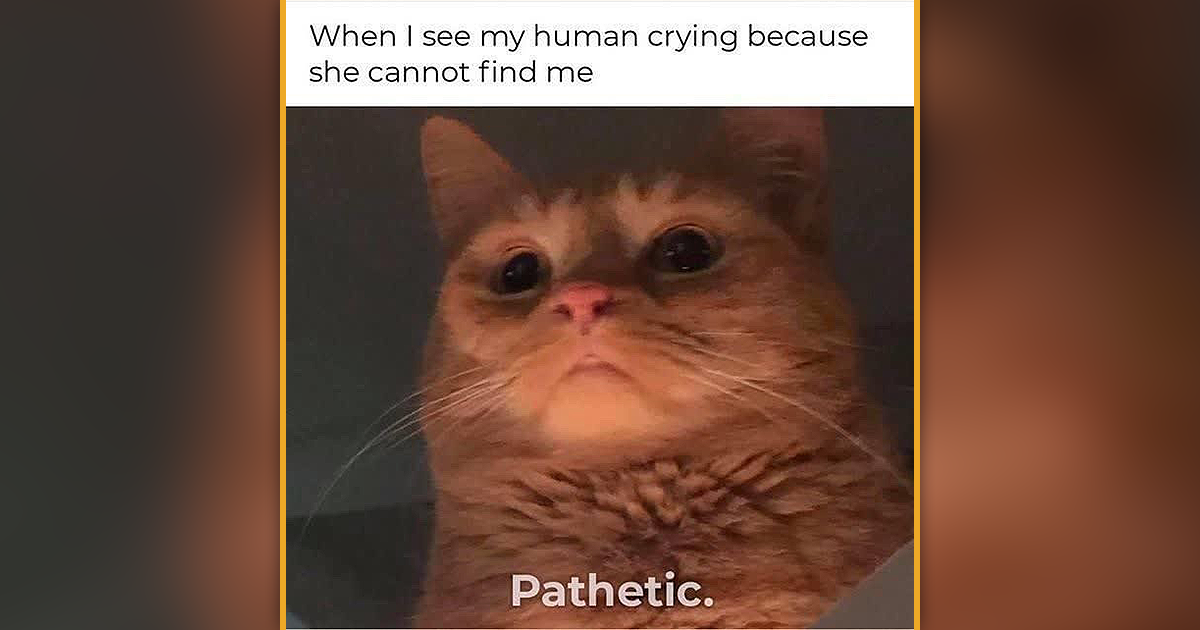 25 Pawsitively Wholesome Cat Memes to Make Your Friday Feel More Meowgical