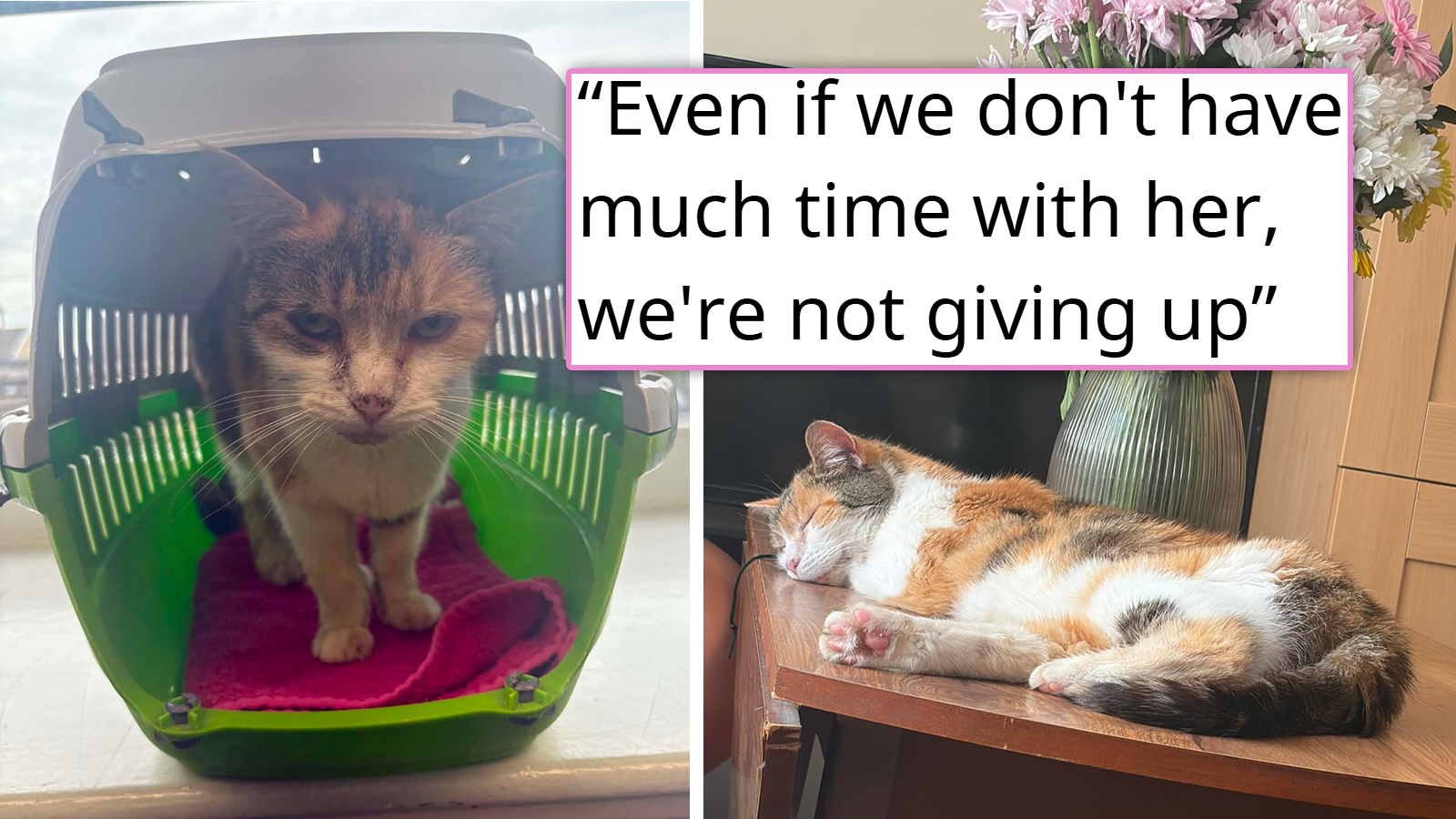 8 years after she was forced to give her cat away because of a toxic ex, the cat is found as a sick stray with her microchip still attached; the mom and daughter rush to the vet and bring their cat back home: ‘She recognised us both instantly’