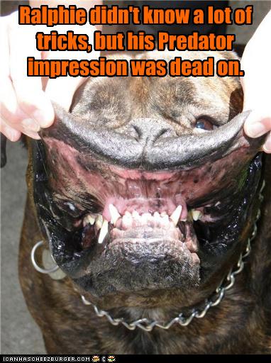 I Has A Hotdog - Predator - Funny Dog Pictures | Dog Memes | Puppy Pictures | Pictures of dogs ...