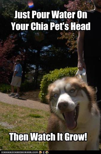 chia-grow-head-instructions-malamute-watch-water-4634126080