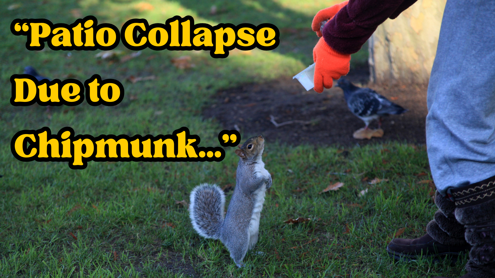 Homeowners' patio collapses after they insist on feeding neighborhood squirrels, which earns them holes in the porch, son refuses to help: ‘I warned them’