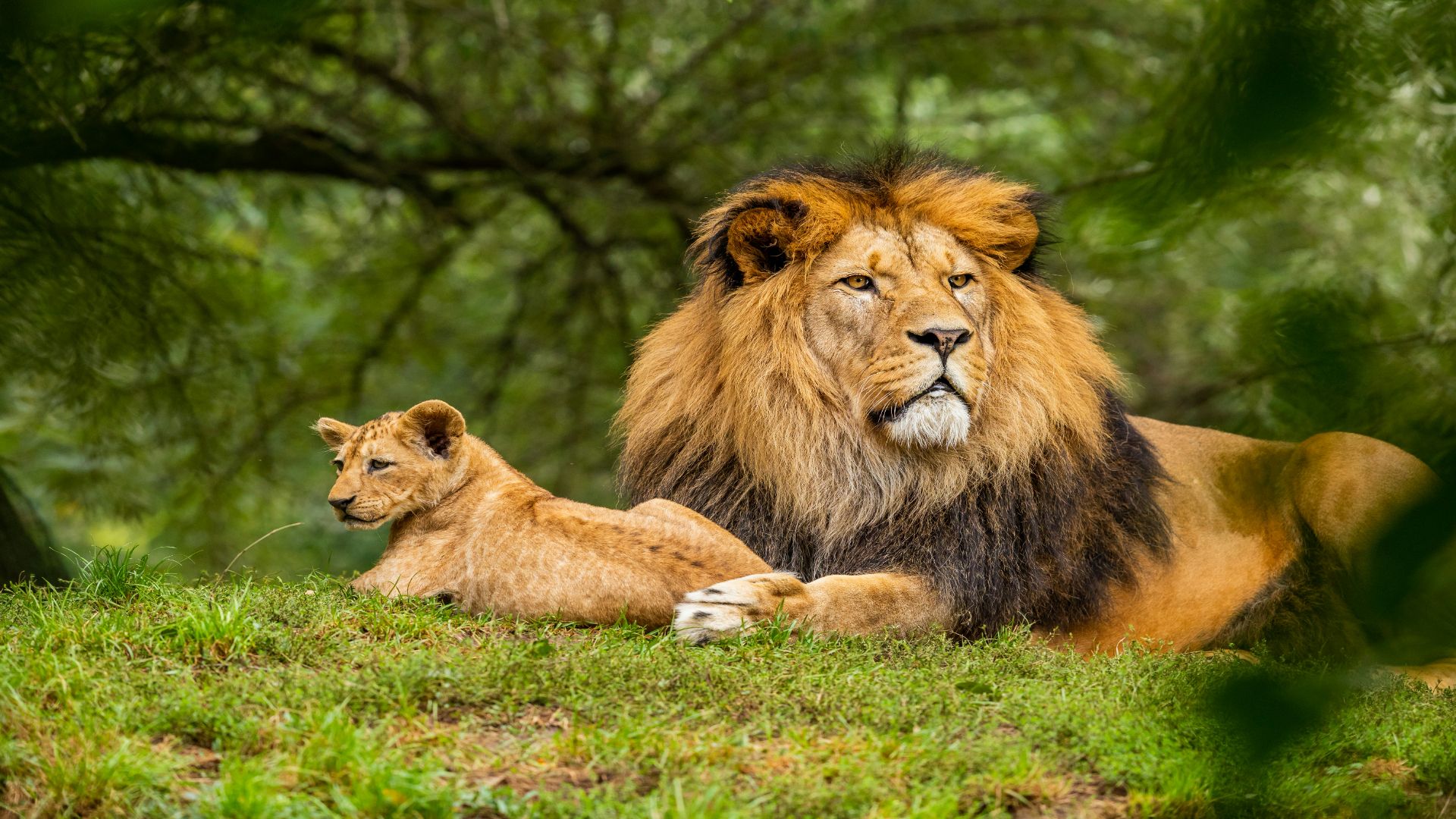 Family decides to befriend wildlife animals, and they damage the house they refused to fix, now the front porch has collapsed, they expect their daughter to help: ‘They said I owe it to them since I didn’t warn them when I knew it could be a problem.’