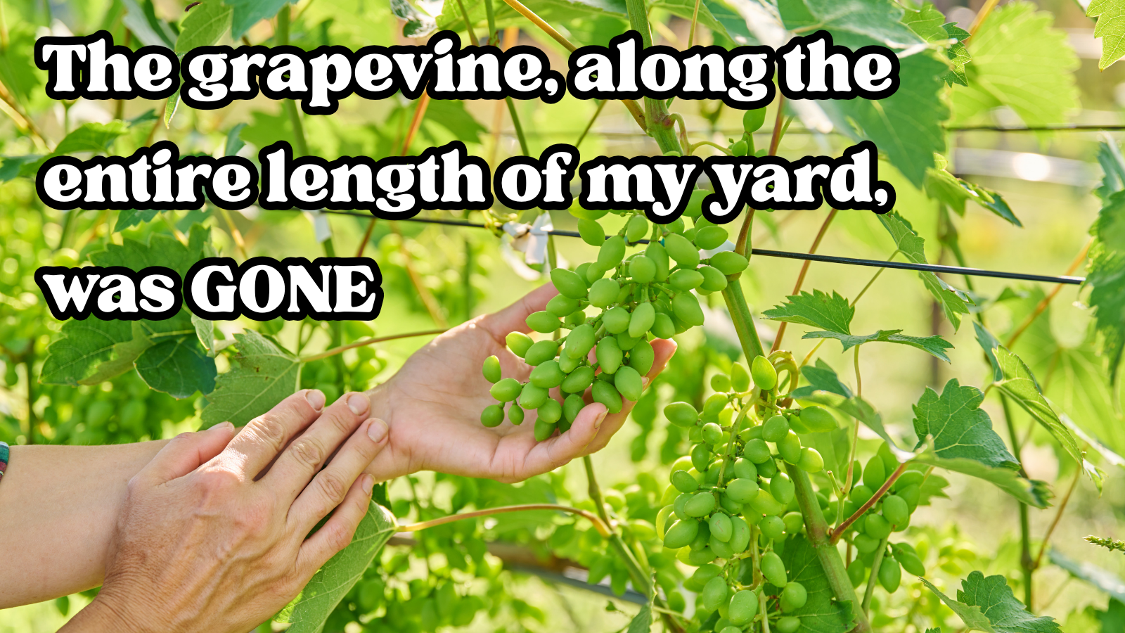 Neighbor cuts down homeowner's grape vines from their private fence for no reason, forcing homeowner to report neighbor: ‘Leave my property alone’