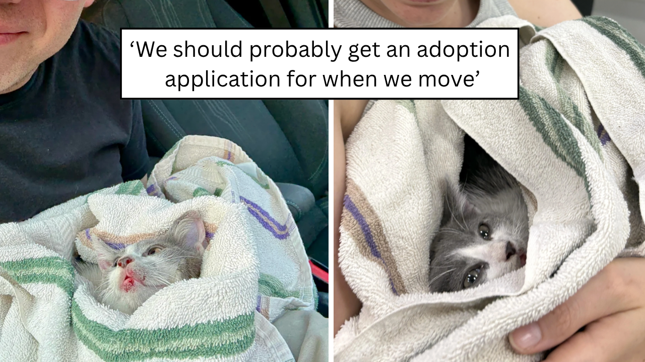 A family planned to adopt after moving, but a frightened feline running through traffic changed everything